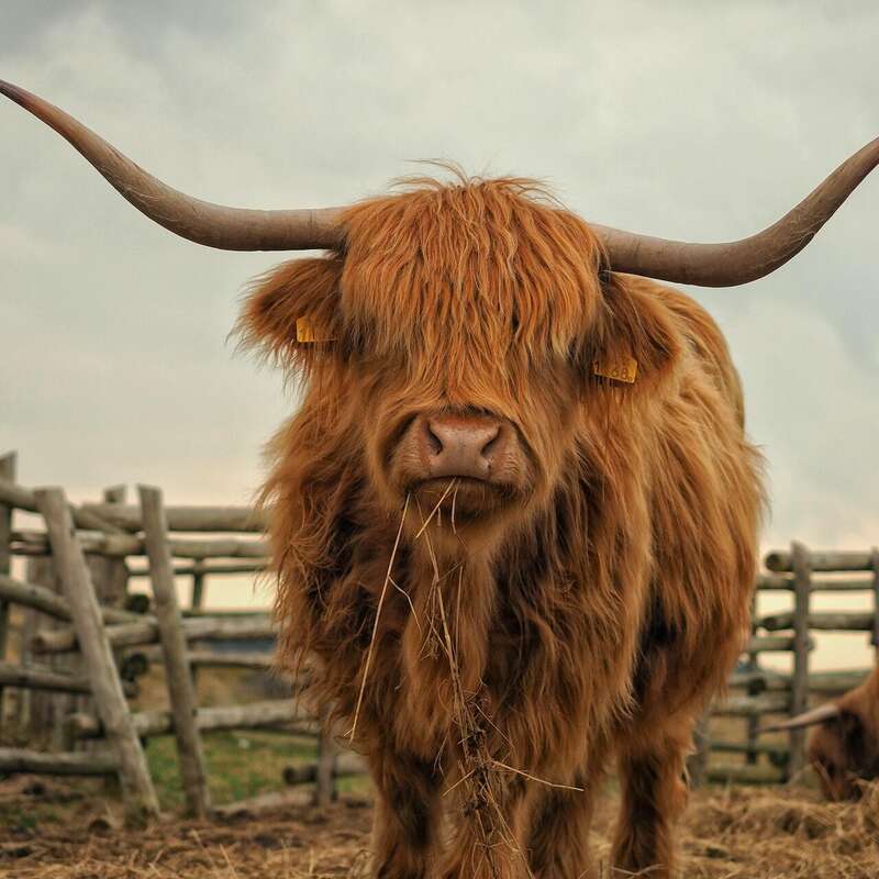 Beware of angry Scots