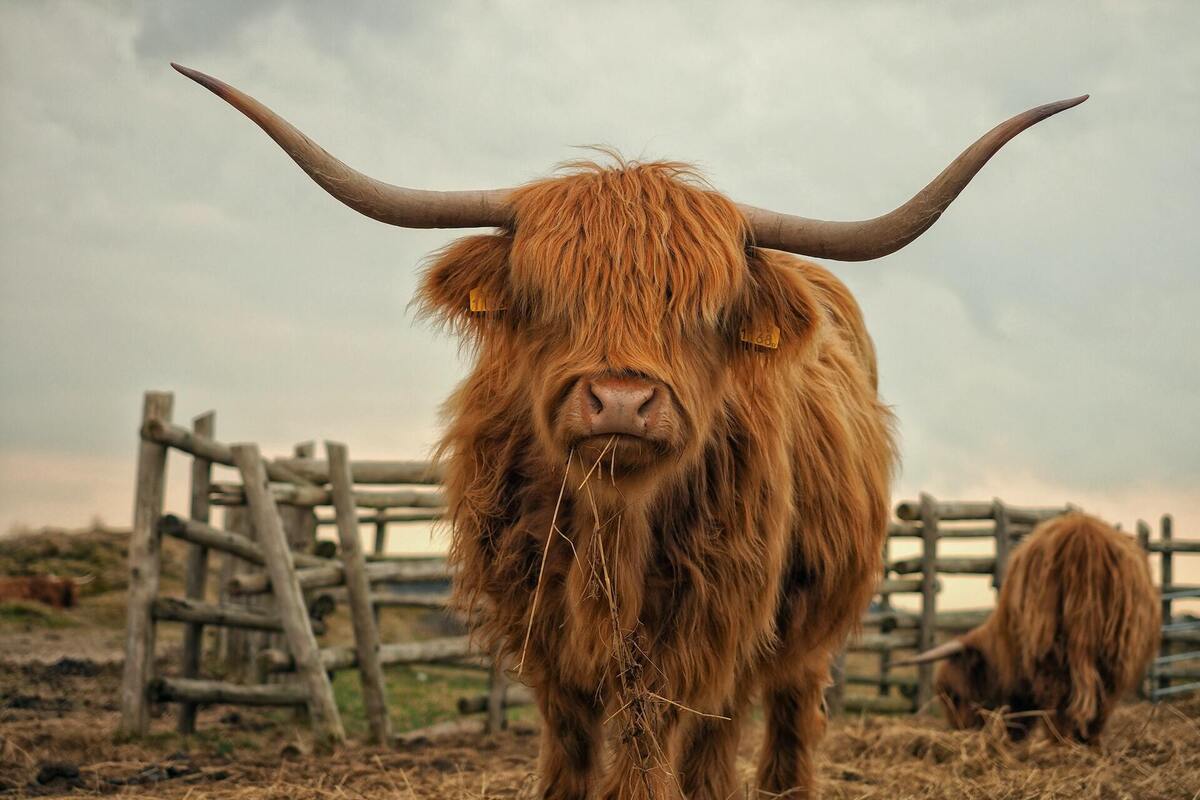 Beware of angry Scots