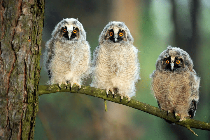 Owls long-eared chicks_Vygonoshchi_Belarus