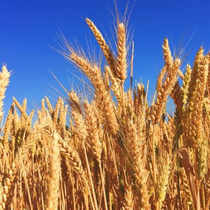 Wheat in Focus