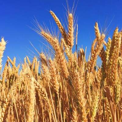Wheat in Focus