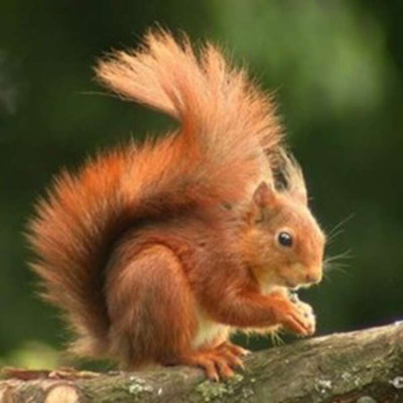 WisdomTree U.S. SmallCap Dividend Fund