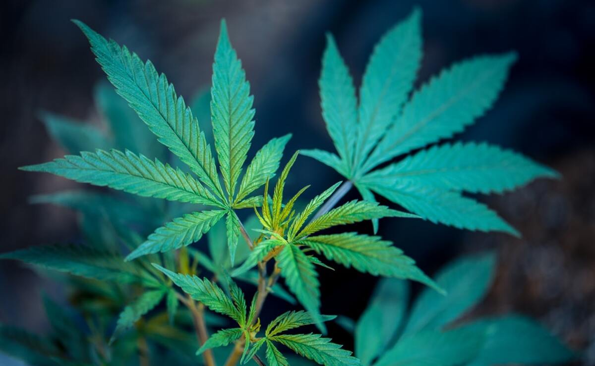 Cannabis meanderings