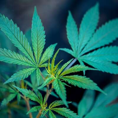 Cannabis meanderings