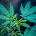 Cannabis - a gold rush ?